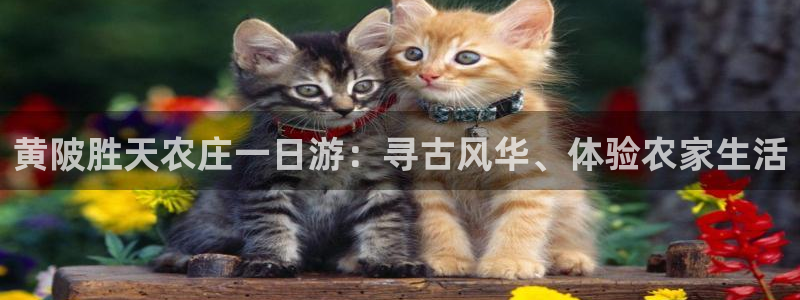 天辰说娱乐
