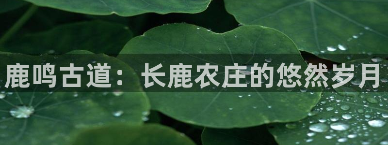 天辰娱乐十分彩