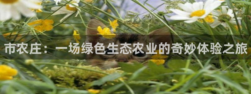 天辰娱乐内部