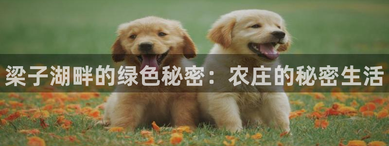 天辰娱乐平台地址